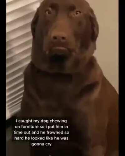 That’s one expressive dog