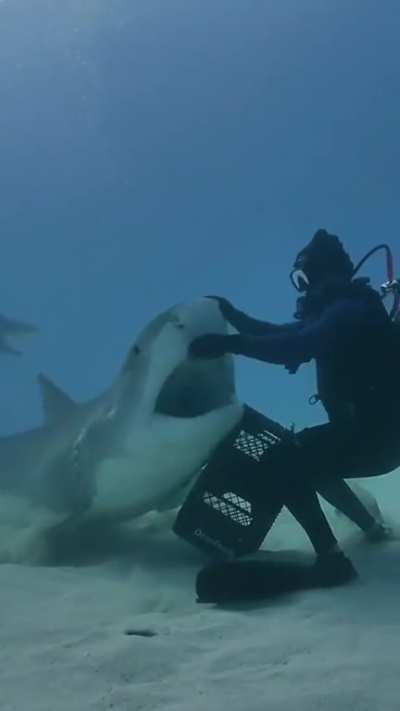 4.7 meter tiger shark demanding munchies from this diver