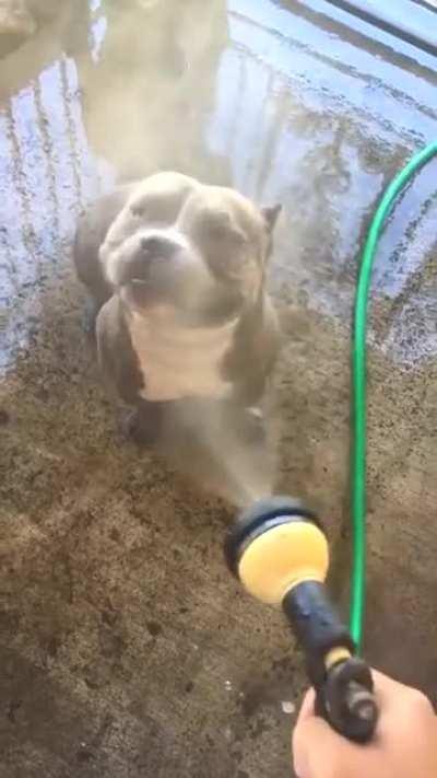 Happy little powerhouse