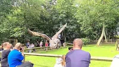 Got super lucky with this slow mo shot of an owl at Bridlington wildlife park!