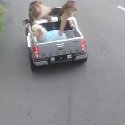 Nothing to see just a bunch of friends owing the road