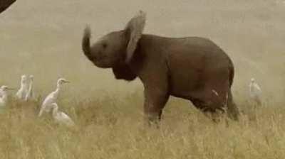 Helicopter Helicopter