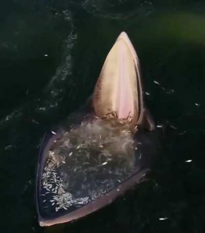 Drone footage of an Eden's whale trap feeding
