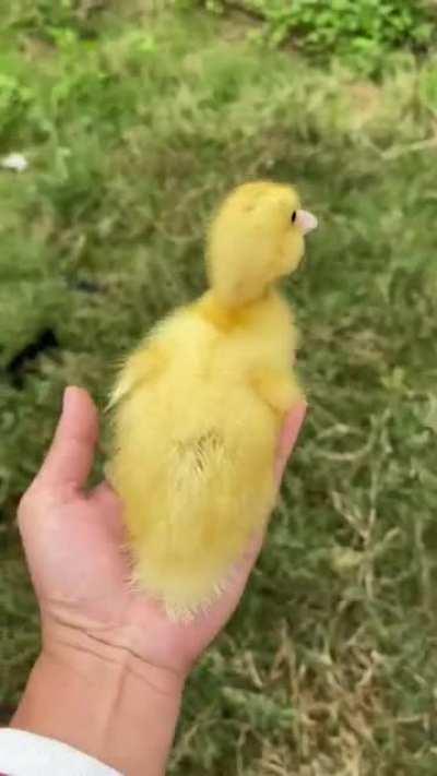 Luangameplay666 - Video #1801