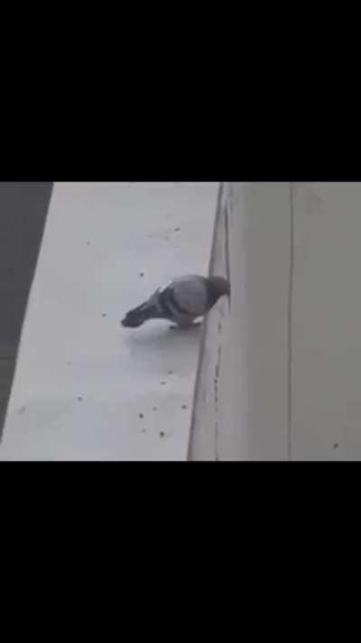 Can I get an 🥚 in the comments