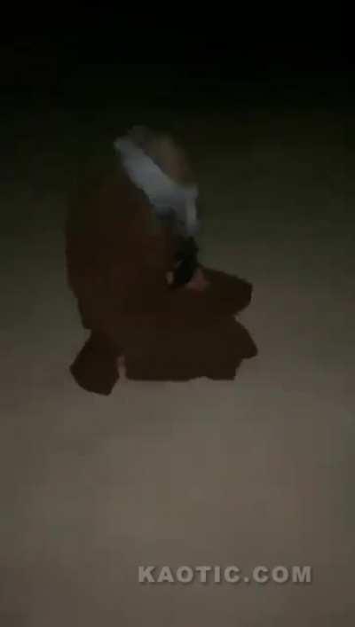 Surrendered Afghan Authority executed by Taliban (surfaced today 8/19/2021) (NSFW)