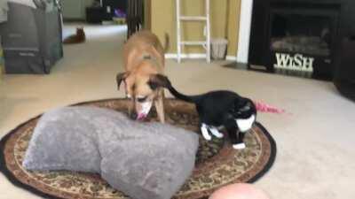 My dog has had enough of this humiliation