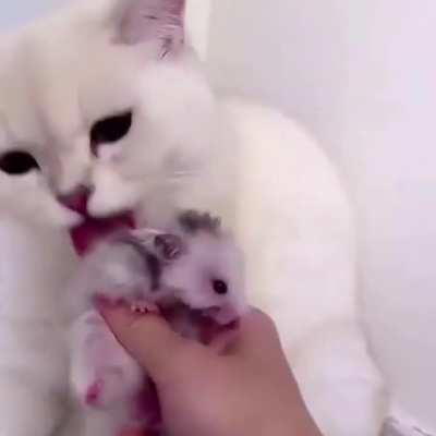 Someone is clearly the odd one out here