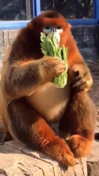 Monkey eat. eat is important