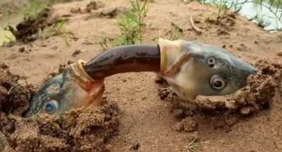 Damn Man WTF is this