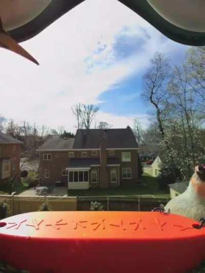 🔥 Woodpecker using his tongue to fight a Starling.