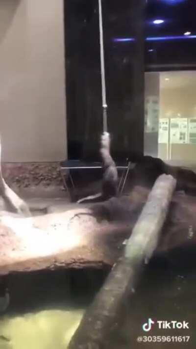 Otter doing a little dangle and swing
