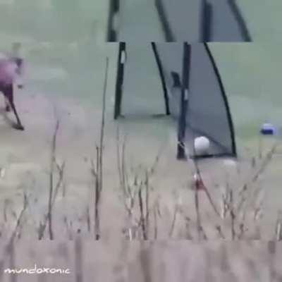 Just a deer playing football