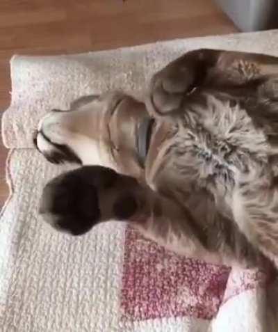 Large format curled feetsies!