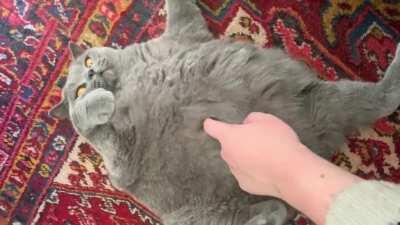 A bit more of The Queen of Chonkers for you all!