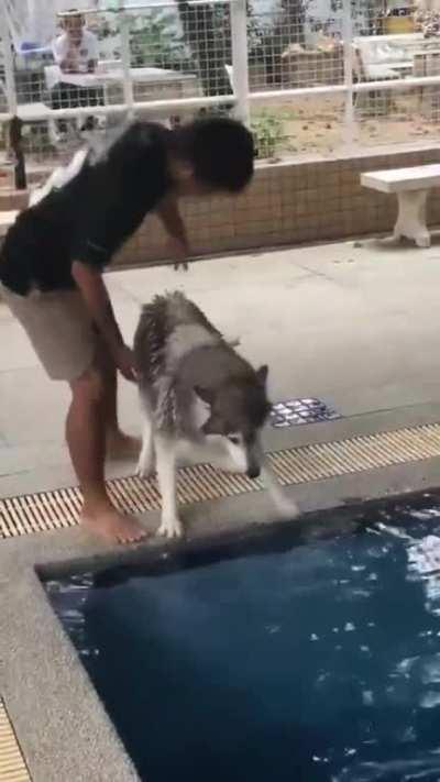 Scared doggo takes his first dip after puppers show him how it's done
