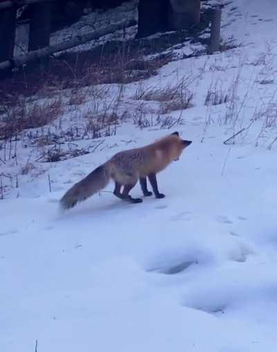 Foxes use their exceptional hearing to listen and detect animals scurrying around up to 3 feet under the snow - and their high jump to surprise and catch that animal is called “mousing”.