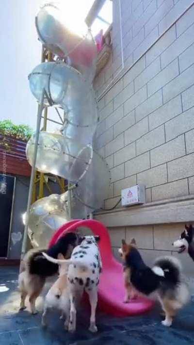 Now this is a dog park!