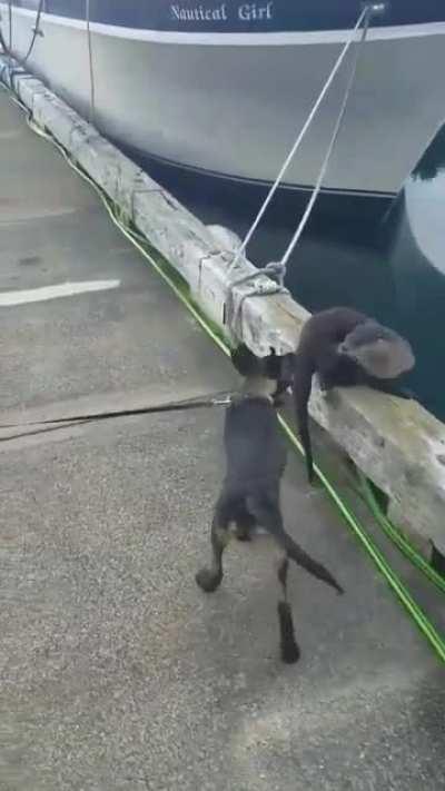 Dog becomes friends with a river otter while out on a walk