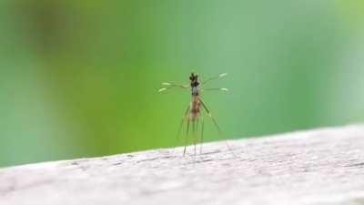 🔥 These Bugs actually T-Pose to assert dominance.
