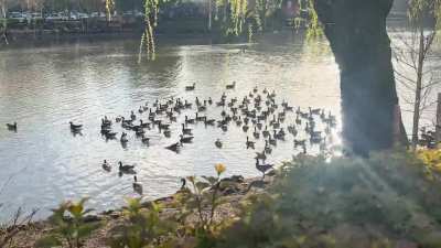 many geese!!!
