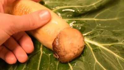 The mushroom left happy.