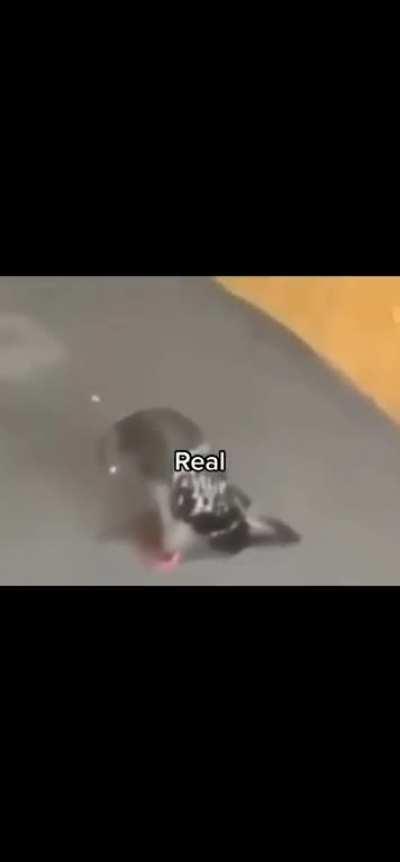 o que fizeram com o meu mano pombo😞