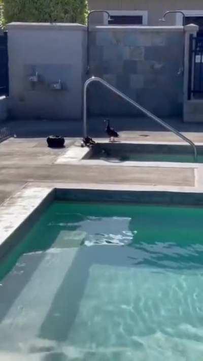 This guy notices baby ducks are getting abandoned in a pool... makes a ramp from nylon mesh for them