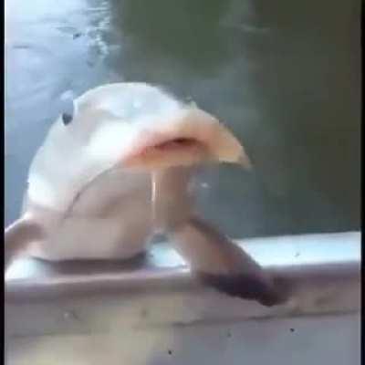 Fizz sendo neutralizado pelo gragas😎