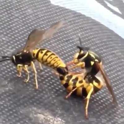 Lmaooo imma die laughing