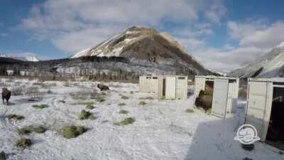 Bison being released into Banff National Park for the first time in 140 years