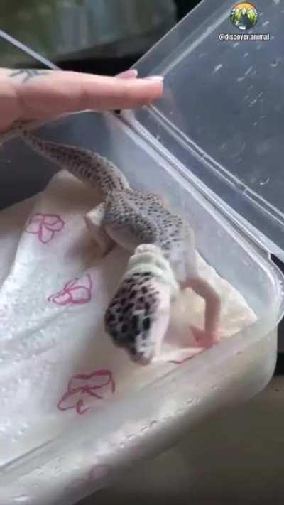 cute leopard gecko changing skin