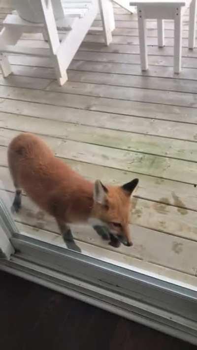 Two derpy foxes paying my parents a visit this morning
