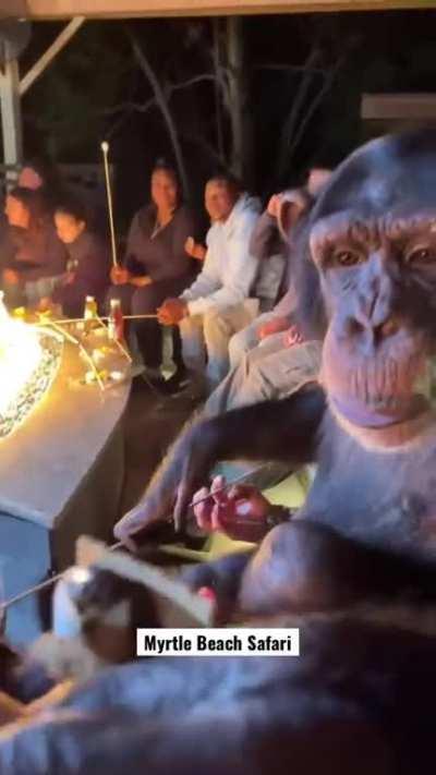 Monke makin da s'mores