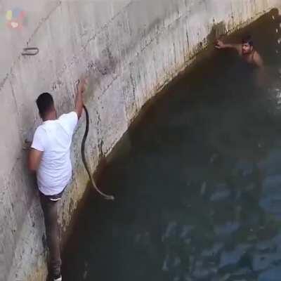 Cobra and swimming is a very bad combination