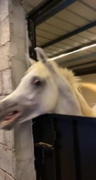This horse that looks like xQc. He even slams.