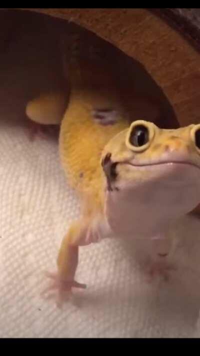 Leopard Gecko comes out of hiding with a smile