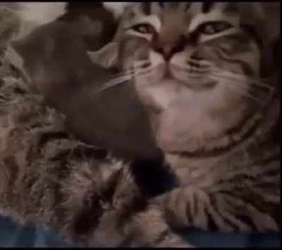 What is adult khajiit doin 💀