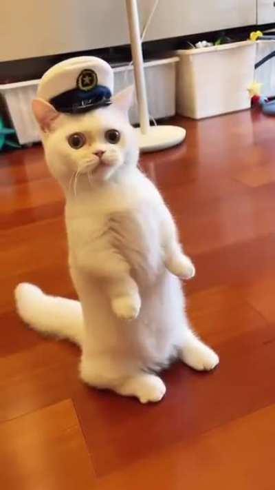 Cat.