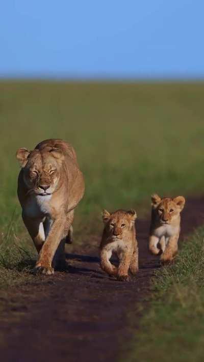 🔥 Two Lion cubs taking a walk with their mother
