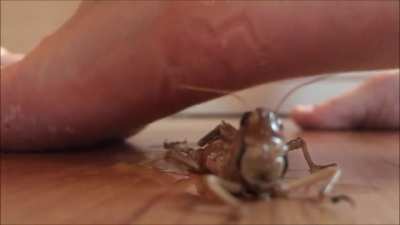 No better fate than to be crushed by women’s feet