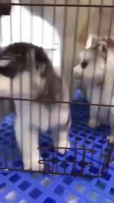 This drama queen going for the Oscar