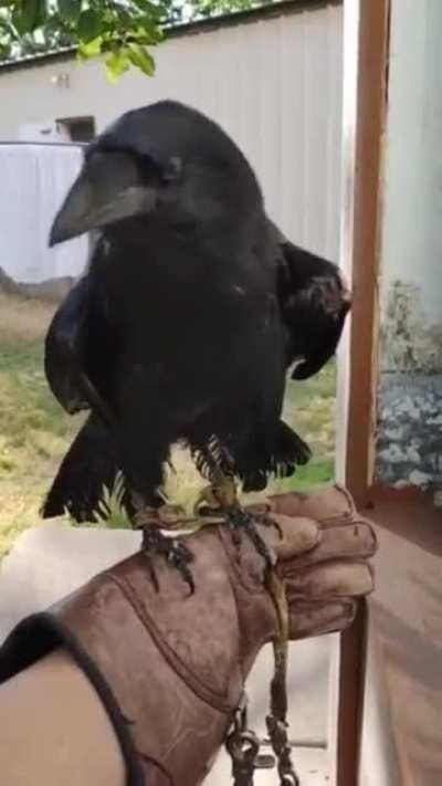 Ravens and crows are some of the most intelligent animals on earth and can mimic human speech better than any parrot. Here’s Simon the Chihuahuan Raven saying “yeah!” Credit goes to @SPWRC_LBK