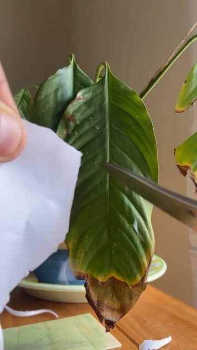 Spyderco Kapara: My sliciest blade by far. What could take it to hair-whittling ?