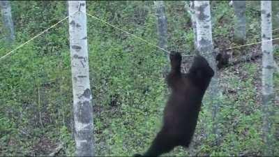 Black bear attempts to move across a rope!