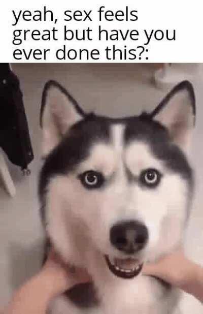 Moon moon the wolf goes flooof