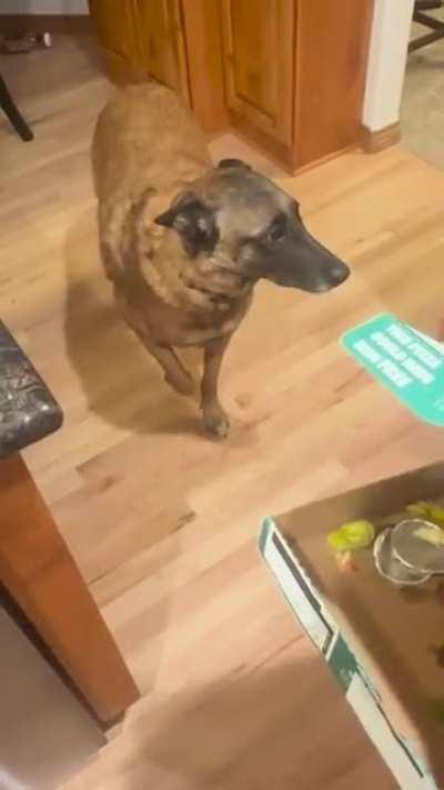 The Guilty Look Of A Dog Who Ate The Pizza