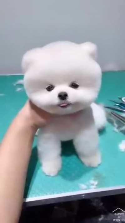 Cuteness Overloaded.........