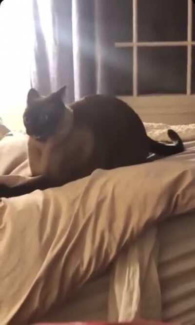 This is what catnip does to a cat.