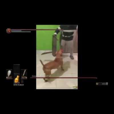 Les presento un perro de Colombia promedio